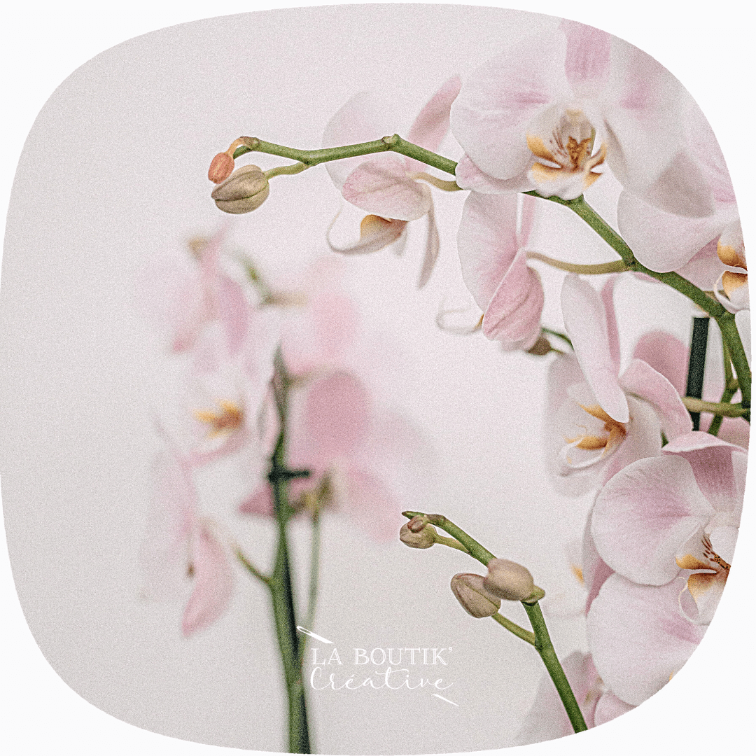 Orchidée grandes occasion à La Boutik Creative